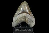 Megalodon Tooth - Beautiful Color & Serrations! #76966-1